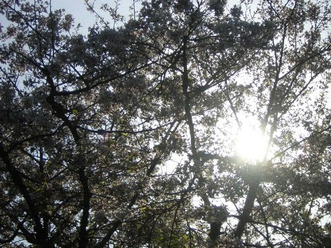 眩しい 2004/04/14-1